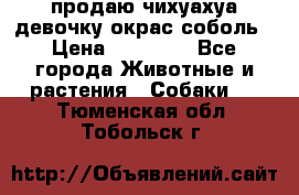 продаю чихуахуа девочку,окрас соболь › Цена ­ 25 000 - Все города Животные и растения » Собаки   . Тюменская обл.,Тобольск г.